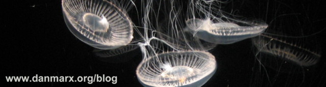 jellyfish_front_small.jpg
